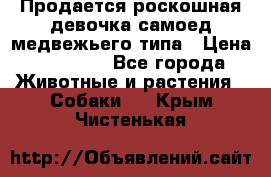 Продается роскошная девочка самоед медвежьего типа › Цена ­ 35 000 - Все города Животные и растения » Собаки   . Крым,Чистенькая